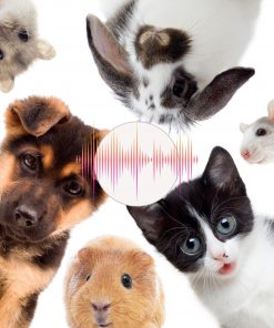 calm sounds for pets